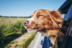 Hund Autofenster